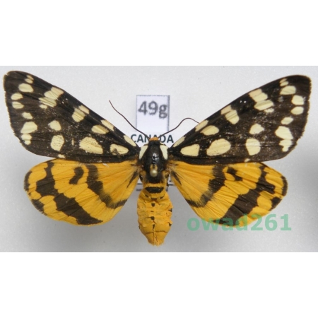 Platyprepia virginalis (Boisduval, 1852) Canada49g